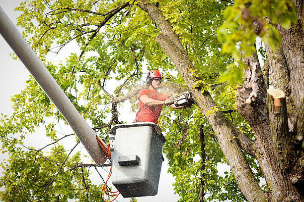 Professional Tree Services in Ruhenstroth, NV